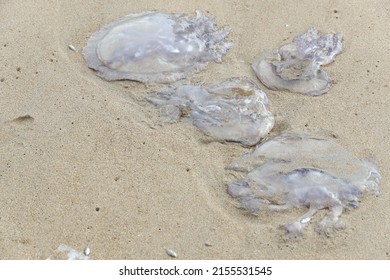 Jellyfish On The Shore Of The Beach. Jellyfish Sting