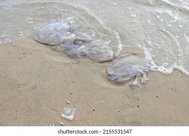 Jellyfish On The Shore Of The Beach. Jellyfish Sting