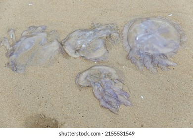 Jellyfish On The Shore Of The Beach. Jellyfish Sting