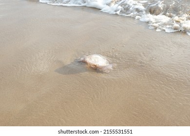 Jellyfish On The Shore Of The Beach. Jellyfish Sting