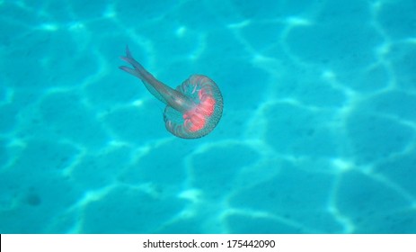 Jellyfish Pelagia Noctiluca 