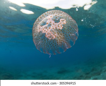 Jellyfish (Pelagia Noctiluca)