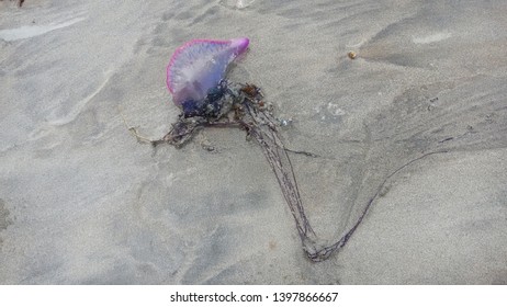 Jellyfish Physalia Physalis In The Sand