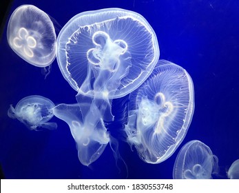 Jellyfish at Pine Knoll Shores NC Aquarium - Atlantic Beach