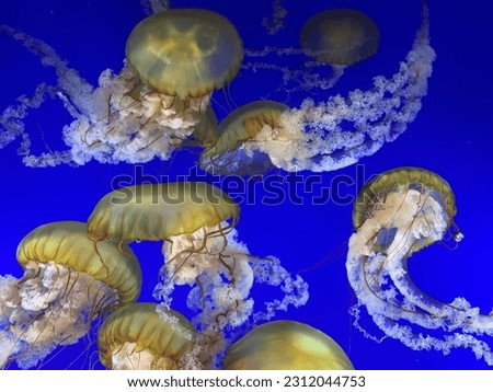 Jellyfish at the Point Defiance Aquarium