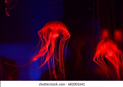 Jellyfish in red light - Shutterstock ID 682001641