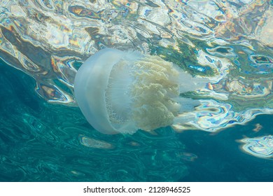 Jellyfish Rhizostoma Luteum Granada Spain Stock Photo (Edit Now ...