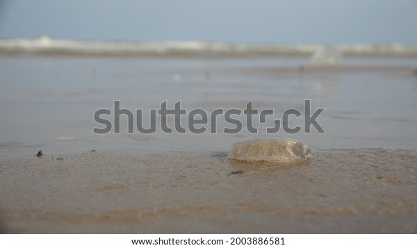 153 Jellyfish Root Images, Stock Photos & Vectors | Shutterstock