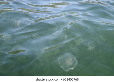 Jellyfish Sea - Sechelt Inlet