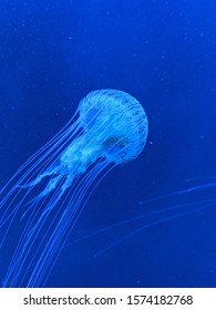 Jellyfish At Sea World Gold Coast 