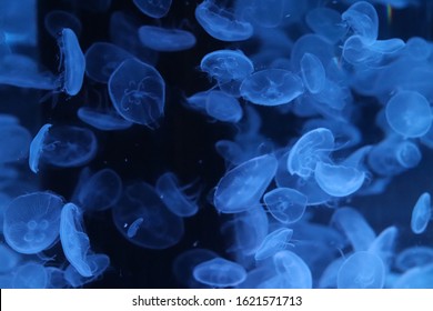 Jellyfish In Shinagawa Aquarium, Japan