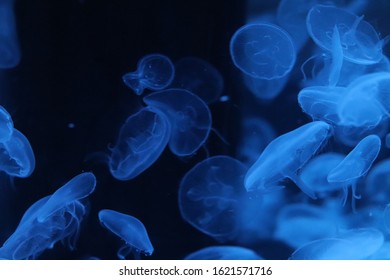 Jellyfish In Shinagawa Aquarium, Japan