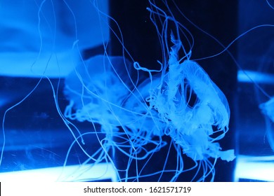 Jellyfish In Shinagawa Aquarium, Japan