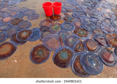 675 Jellyfish skin Images, Stock Photos & Vectors | Shutterstock