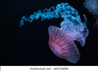 Jellyfish South American Sea Nettle