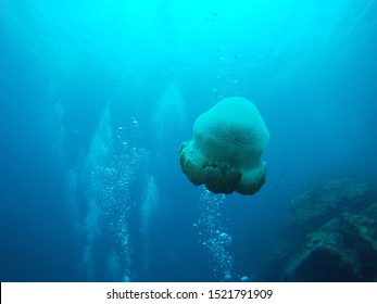 jellyfish with streams of bubble in the background