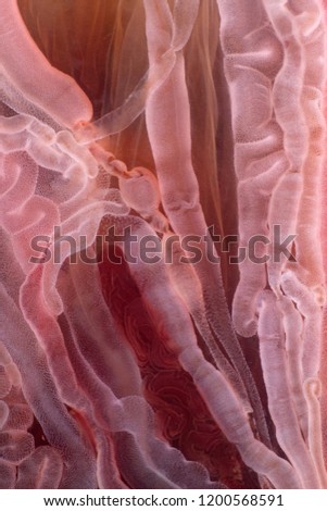 jellyfish structure of the outer epidermis, middle mesoglea, and the inner gastrodermis and water. One of the oldest animals on earth. Ultramacro