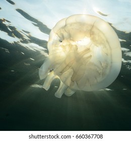 Jellyfish in the sun