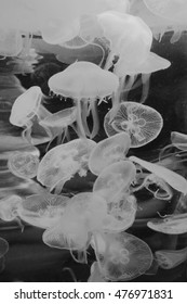 Jellyfish Swarm, Black And White 
