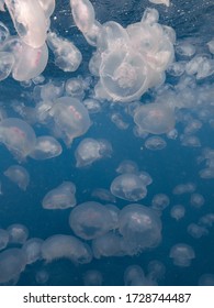 Jellyfish Swarm On The Great Barrier Reef