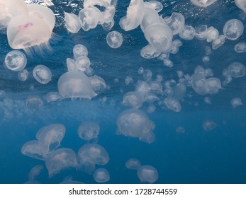 Jellyfish Swarm On The Great Barrier Reef