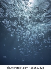 Jellyfish Swarm Underwater At Red Sea, Egypt