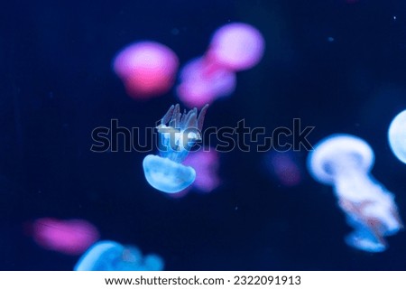 Jellyfish swim in the aquarium