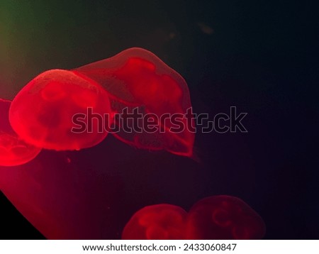 Similar – Image, Stock Photo THE ROUND ONE MUST BE IN THE ANGULAR ONE
