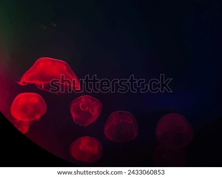 Similar – Image, Stock Photo THE ROUND ONE MUST BE IN THE ANGULAR ONE