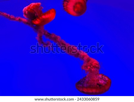 Similar – Image, Stock Photo THE ROUND ONE MUST BE IN THE ANGULAR ONE