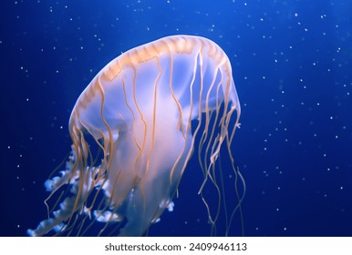   a jellyfish swimming in the caribbean sea
                   - Powered by Shutterstock