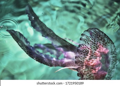 Jellyfish Swimming In The Sea. Mauve Stinger