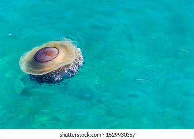 Jellyfish swimming in turquoise ocean