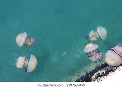 Jellyfish swimming in turquoise water at Molo Audace in Trieste. - Shutterstock ID 2137699493