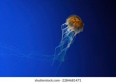Jellyfish swimming underwater aquarium, oceanarium pool. The Northern sea nettle brown jellyfish chrysaora melanaster in blue water, ocean. Theriology, tourism, diving, undersea life.