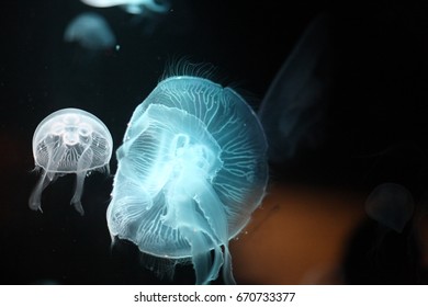 Jellyfish In Sydney Sea Life Aquarium