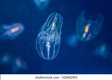 Jellyfish Under The Deep Sea