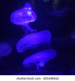 Group Lilac Jellyfish Dark Water Underwater Stock Photo 1541216387 ...