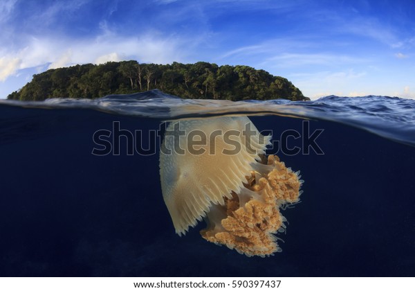 Jellyfish underwater and island. Half\
and half over under split image. Island, Sea and\
Sky