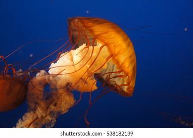 Jellyfish At Vancouver Aquarium 