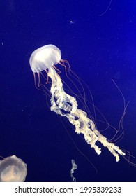 Jellyfish From Vancouver Aquarium, Canada