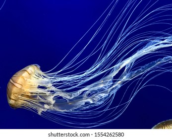 Jellyfish With Very Long Tentacles