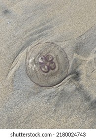 Jellyfish Washed Up On A Beach