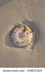 A Jellyfish Washed Up On A Beach In The UK. A High Quality Photo Of Marine Life In The UK.