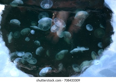Jellyfish in a water reflection of beacon