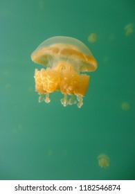 Jellyfish In World Famous Jelly Fish Lake On Palau