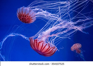 jellyfishes