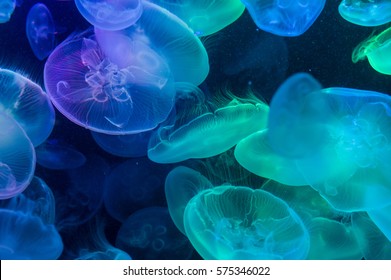 Blue Jellyfish Images Stock Photos Vectors Shutterstock