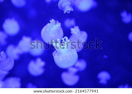 Jellyfishes in the house of the Sea in Vienna, Austria, Europe