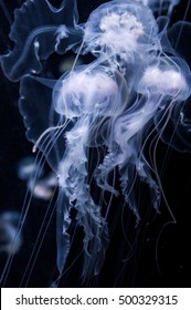 Jellyfishes (Pelagia Noctiluca)